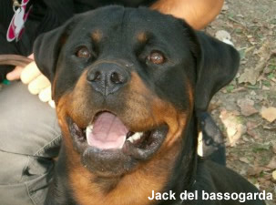 Jack del bassogarda